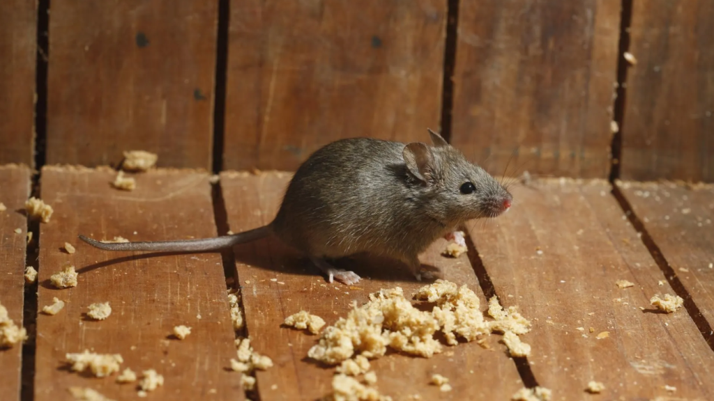 a house mouse together with termite - rodent infestation
