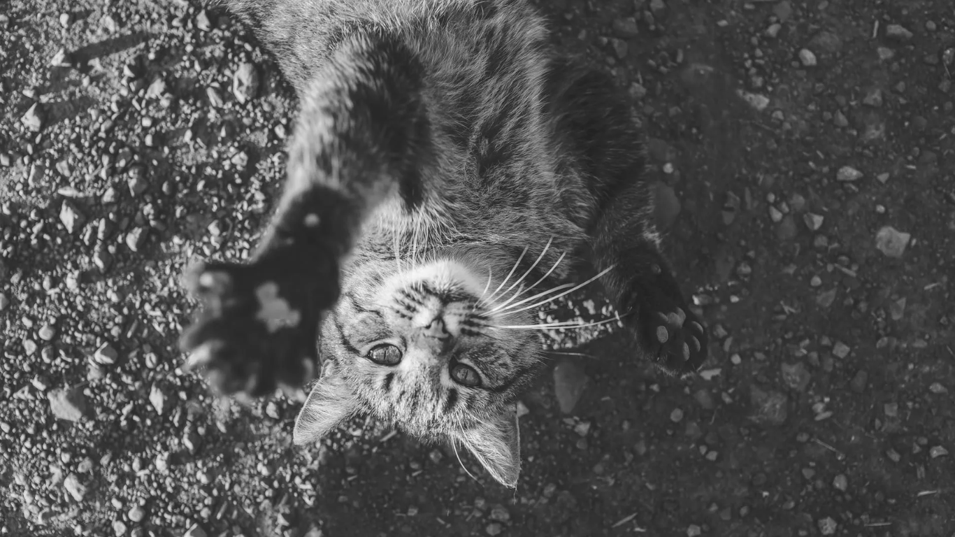 A cat lying on a street - hidden health hazards