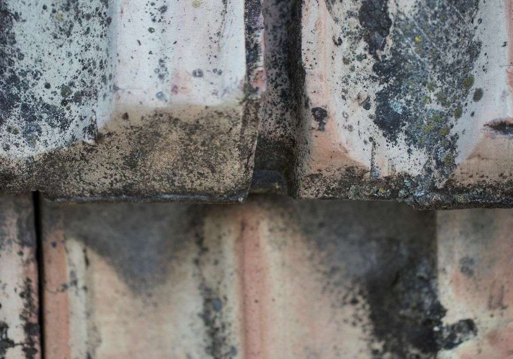 
stone wall structure full of mold growth