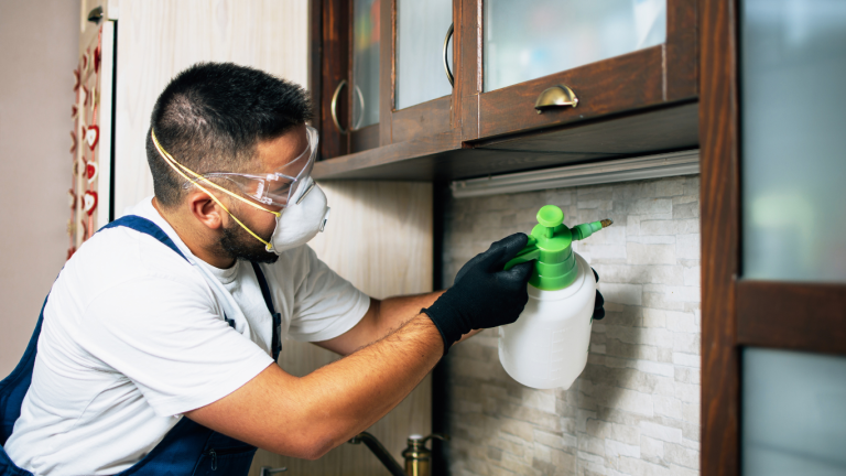 Expert Infestation Cleanup Services