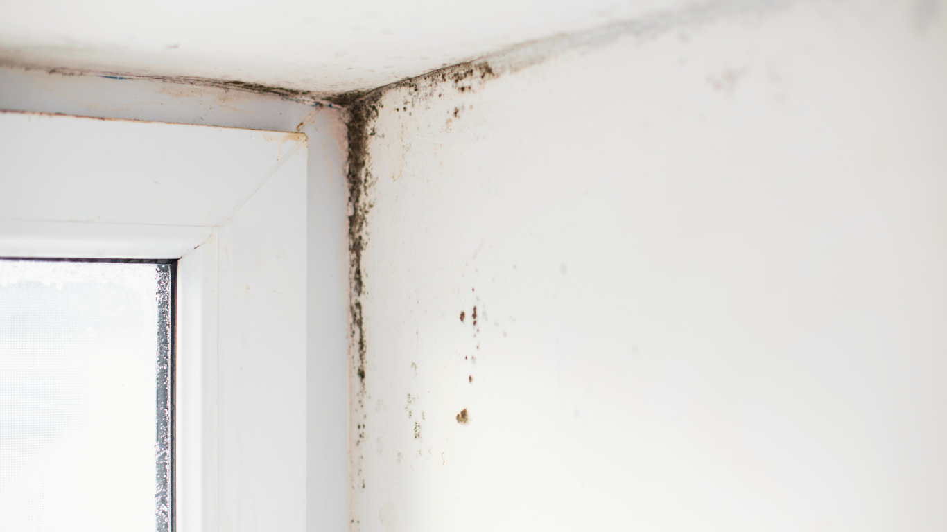 Visible black mold growing in the corner of a white wall near a window frame, indicating the urgent need for mold remediation.