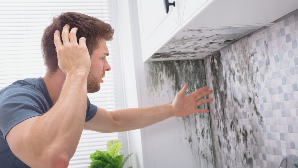 mold remediation