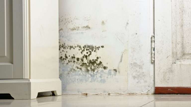 Wall with visible mold damage before professional mold removal in San Francisco.