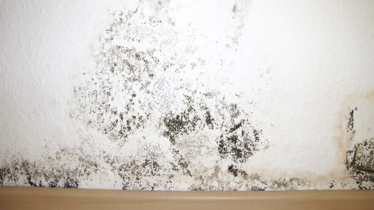 mold remediation Walnut Creek CA