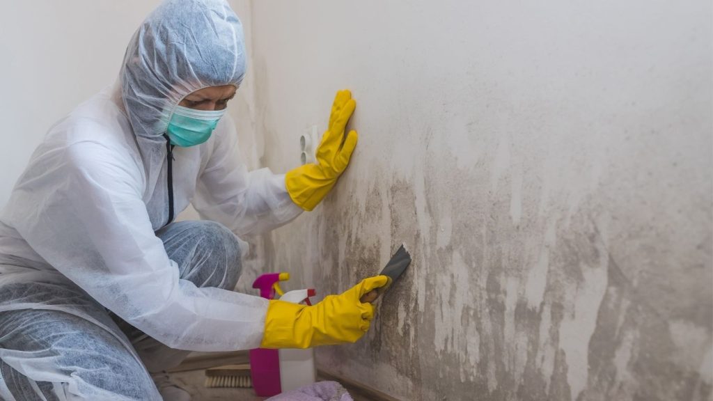 mold decontamination Pleasanton