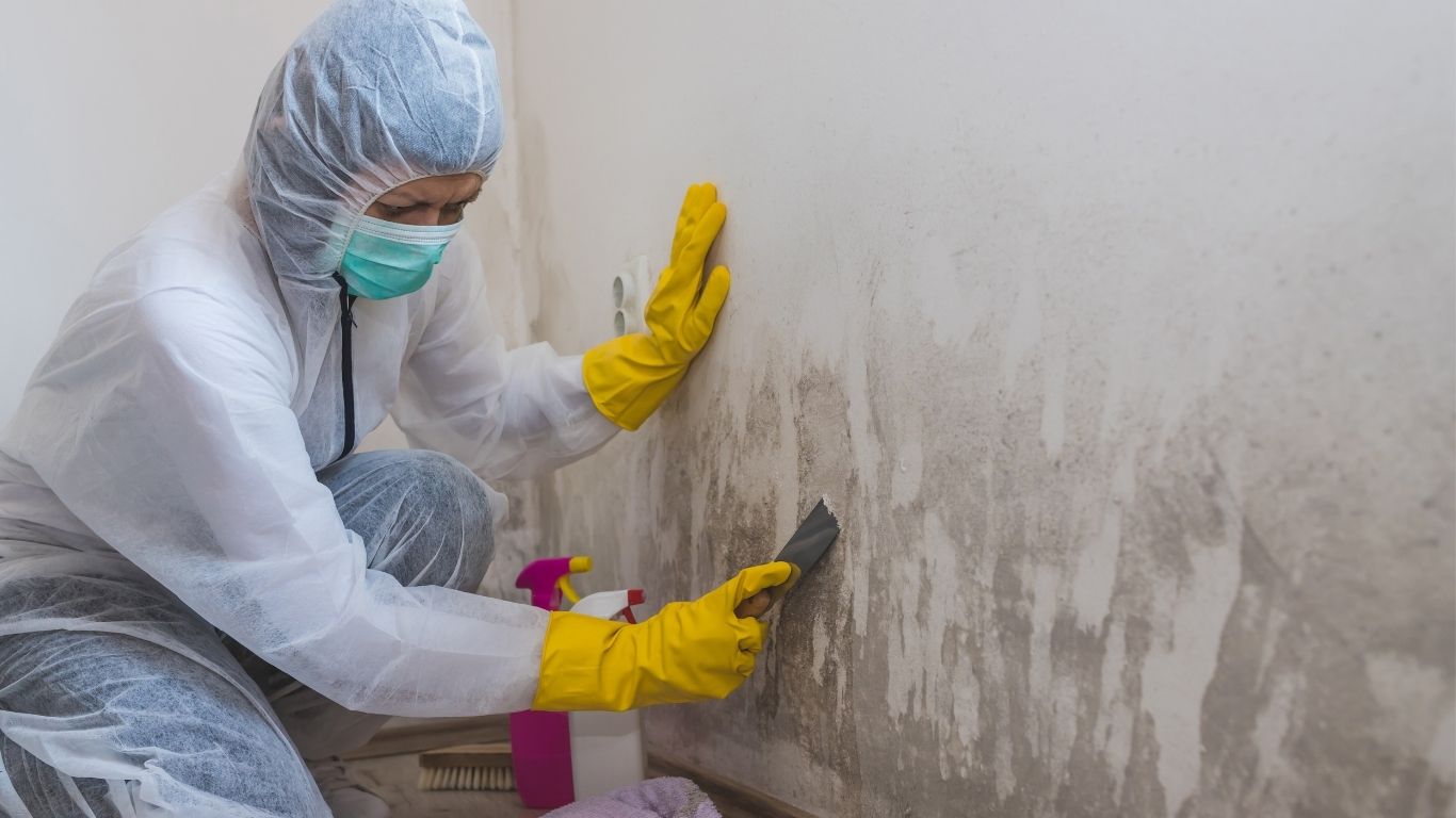 mold decontamination Pleasanton
