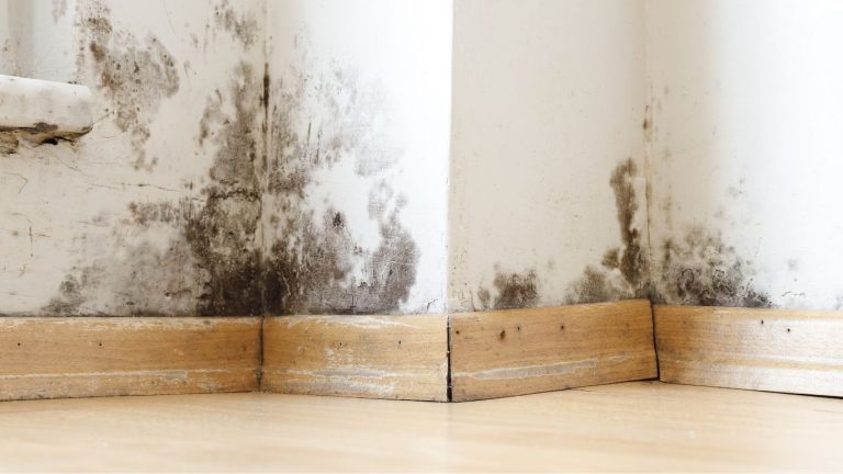 mold remediation in San Ramon